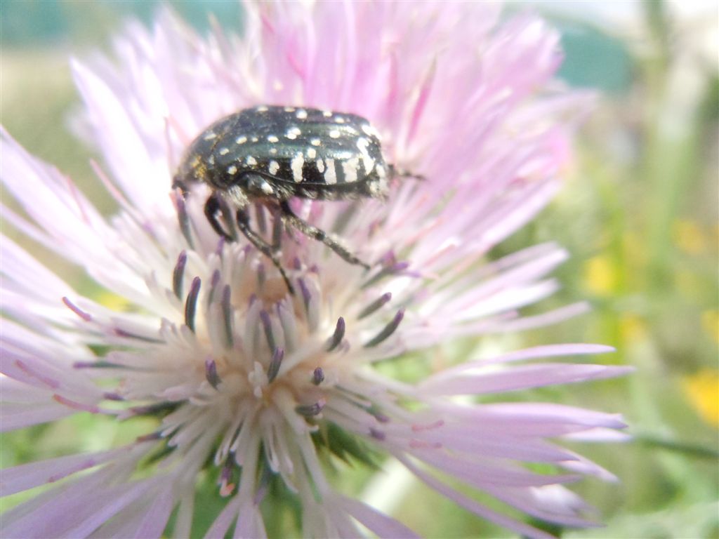 Folla al mercato dei fiori (Oxythirea e Halictidae)